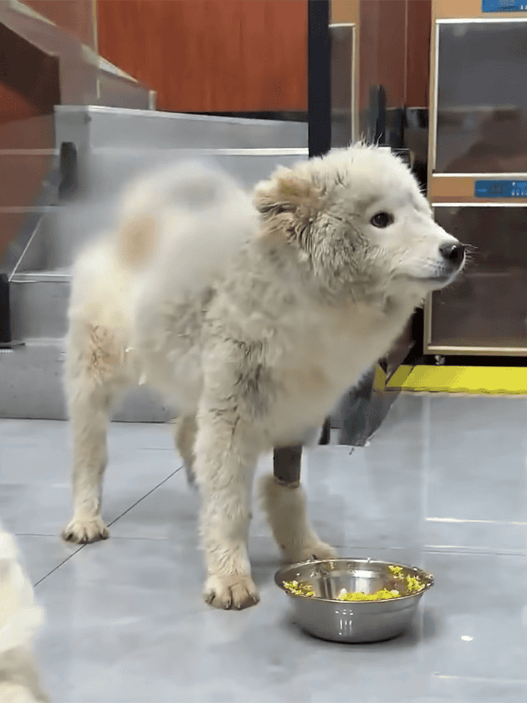 Fluffy puppy at a shelter, standing beside a food bowl, looking curious.