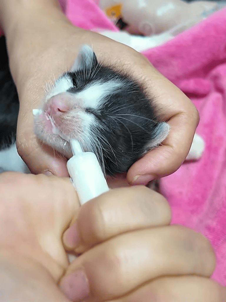 Alt text: Tiny black and white puppy receiving oral medicine during vaccination process.