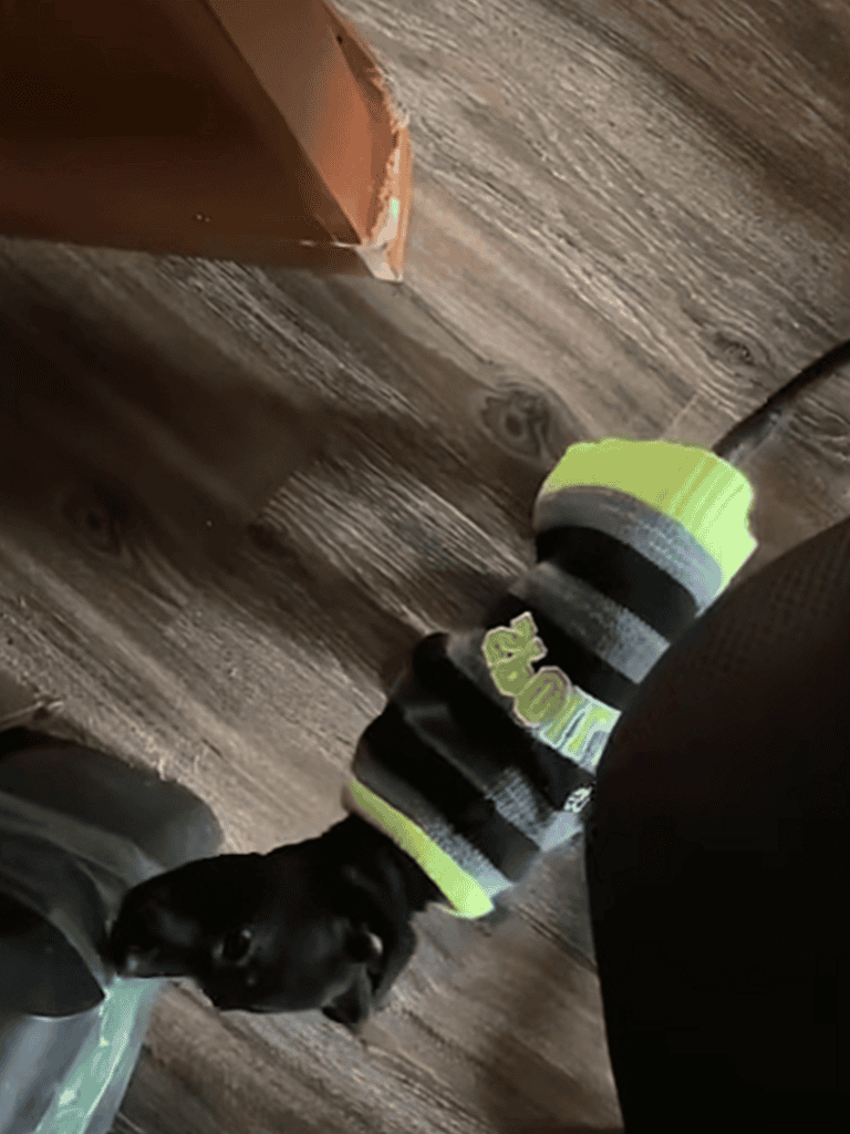 Cute small dog wearing custom dog shoes.