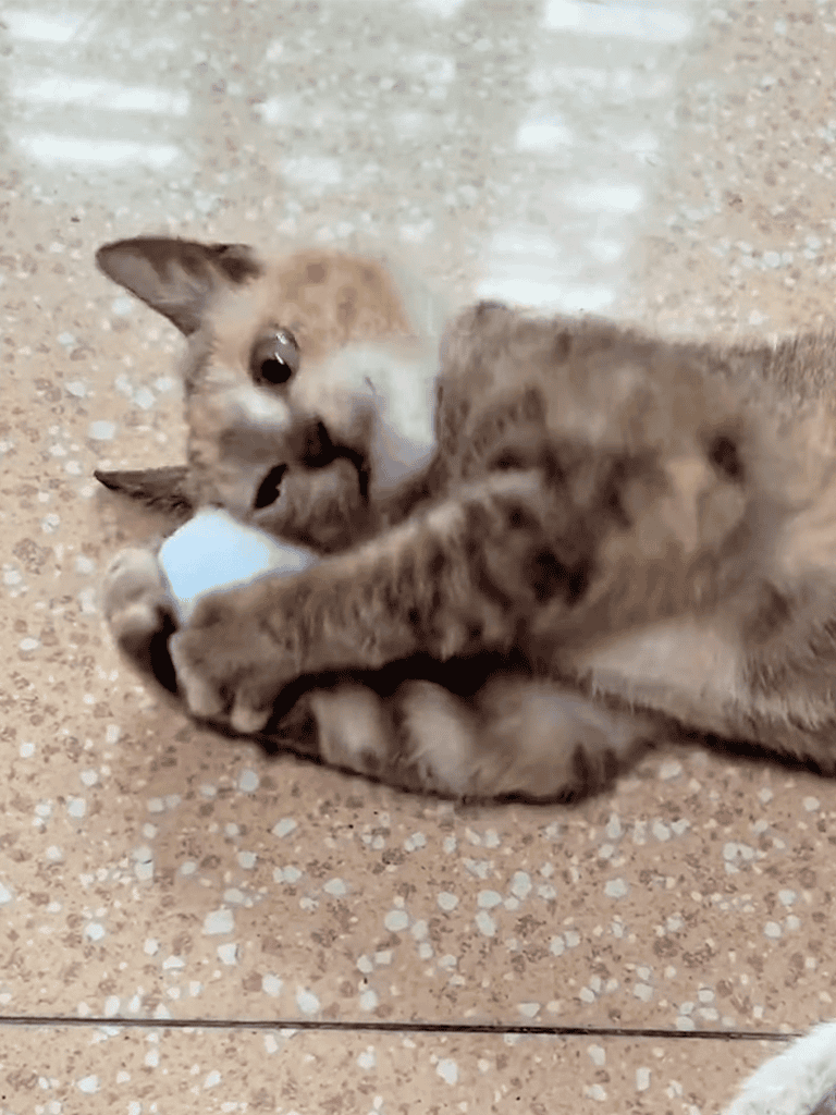 Tiny kitten playing with a small white ball on tile floor.