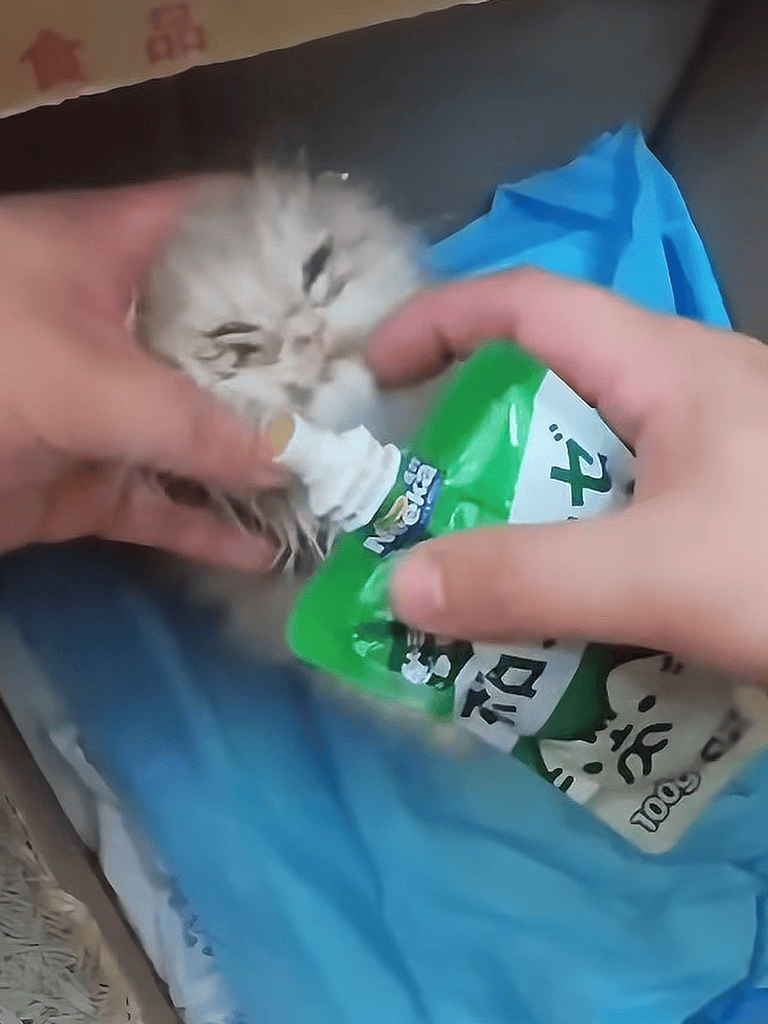 Alt: Person applying toothpaste to kitten's teeth for pet dental health.