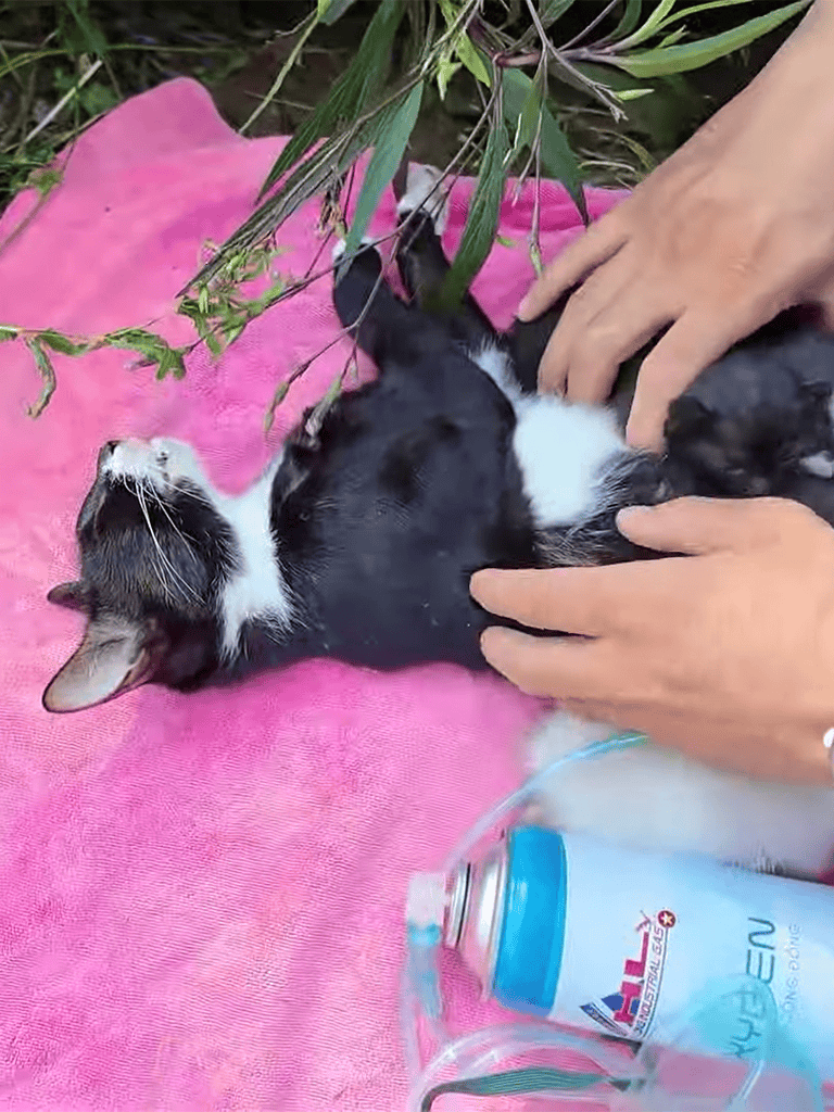 Cute black and white kitten being gently handled outdoors on a pink blanket.