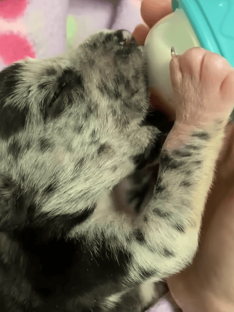 Adorable puppy drinking milk from a bottle, perfect for pet care and puppy nutrition.