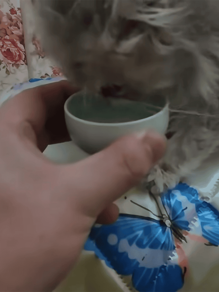 Cute cat drinking from small bowl.