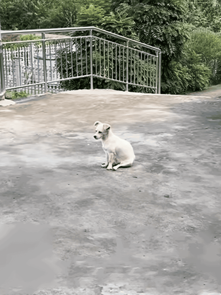 Dog sitting outdoors on concrete with lush green foliage, ideal setting for dog care and outdoor play.