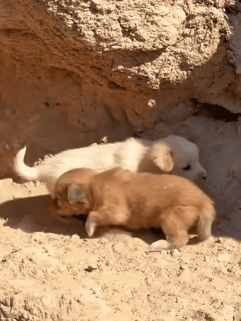 Adorable small puppies playing in a sandy, rocky outdoor environment with natural light.