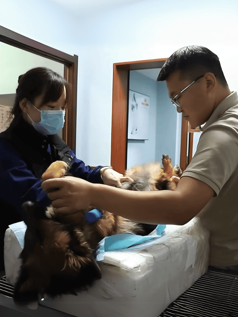 Veterinarian examining a dog dog lying on table in clinic.
