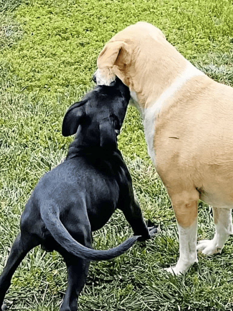 Adorable black puppy touching nose with gentle yellow Labrador outdoors.