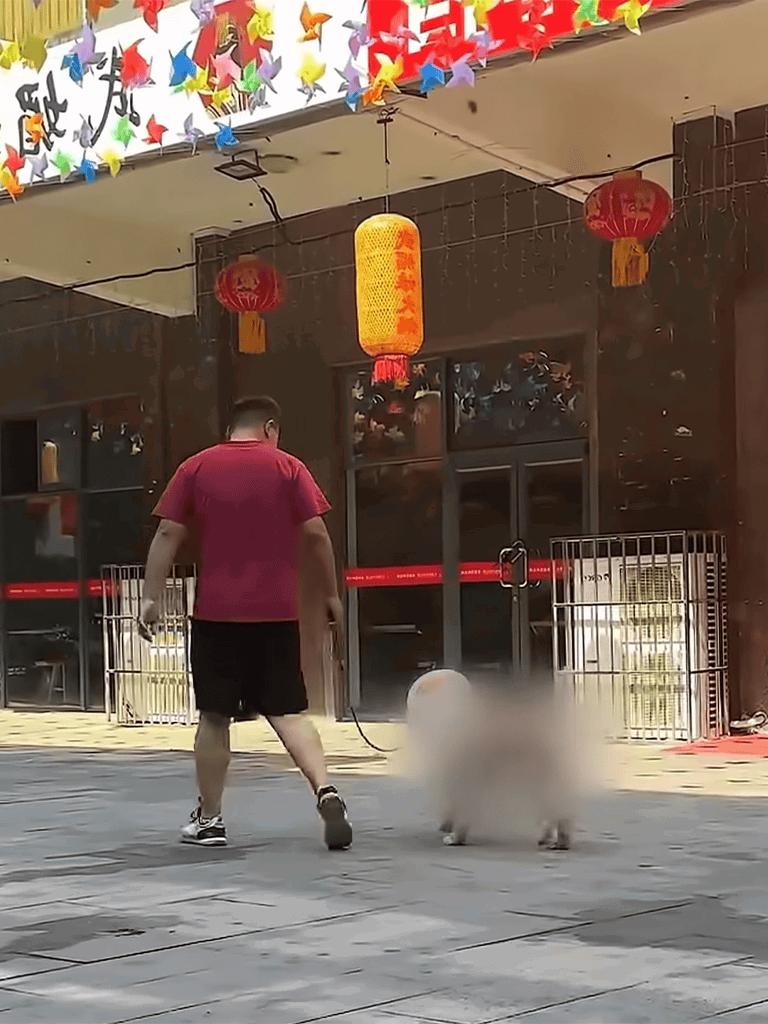 Dog walking in urban area with fluffy companion.