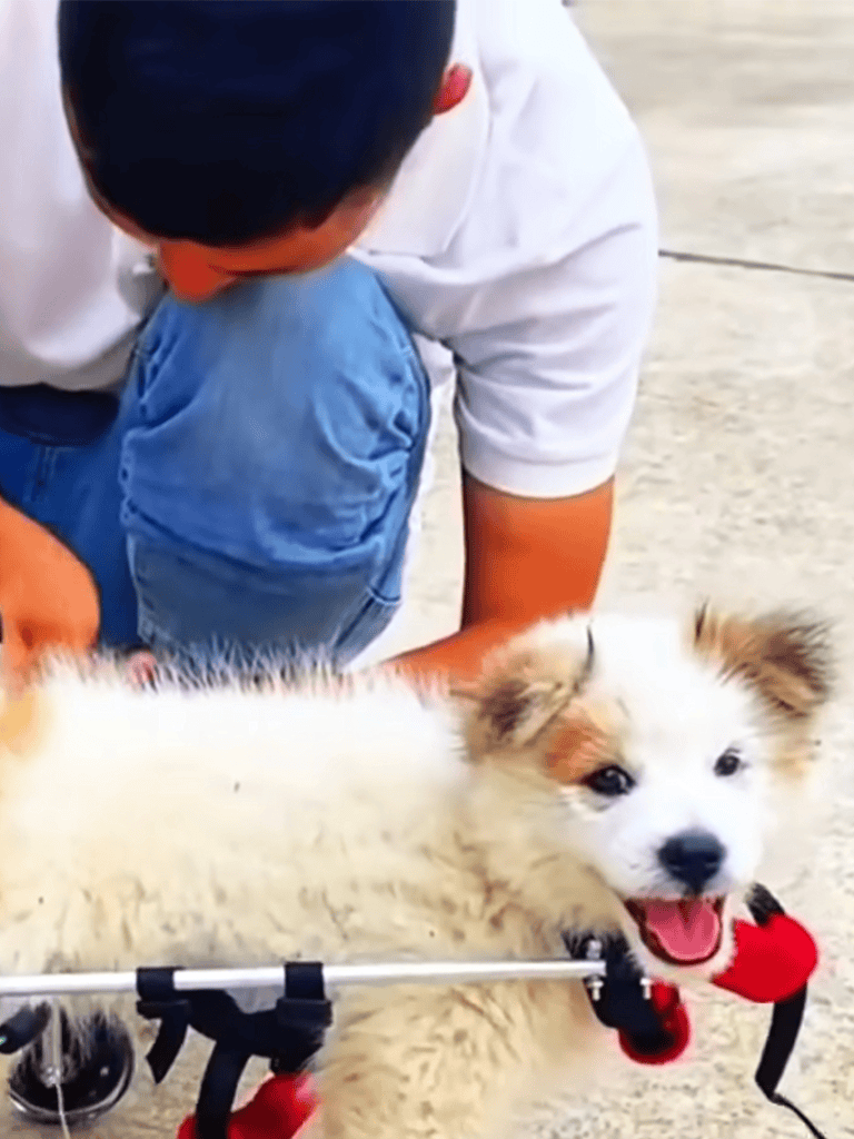 Adorable puppy with harness playing outdoors, joyful and energetic, perfect for pet lovers.