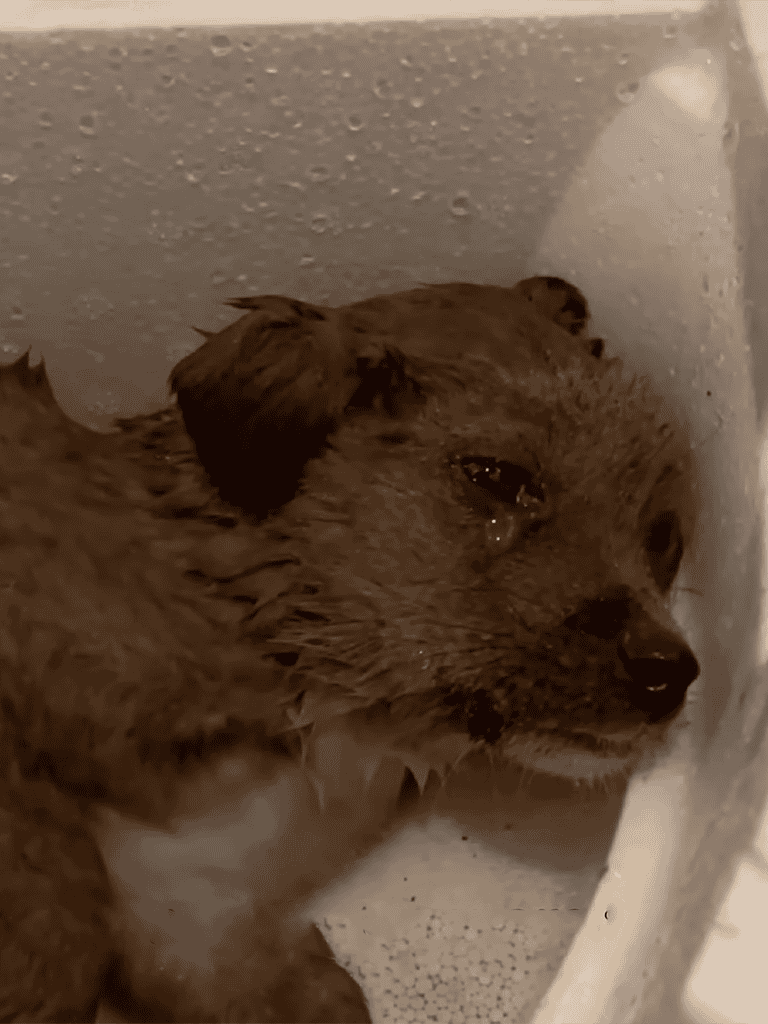 Wet dog being bathed, emphasizing pet hygiene and grooming services offered by Dogfix.com.