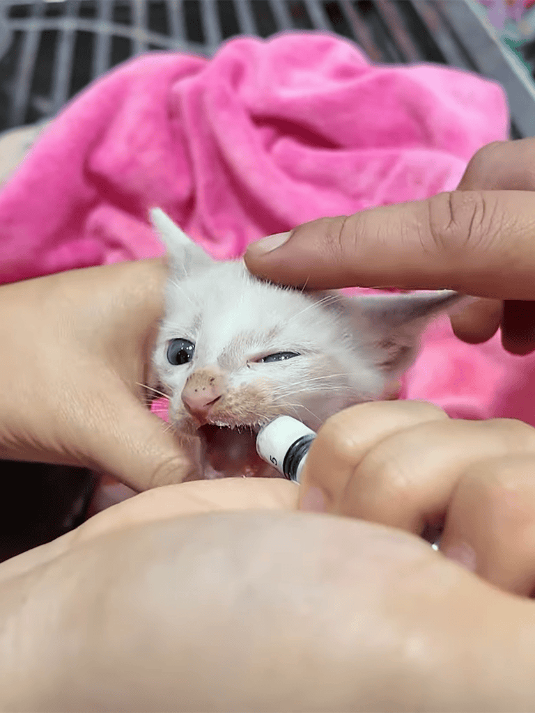 Cute kitten getting vaccination shot from vet.