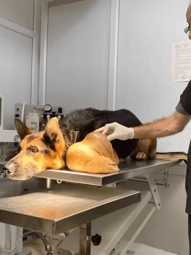 A veterinarian prepares a dog for surgery on an examination table.