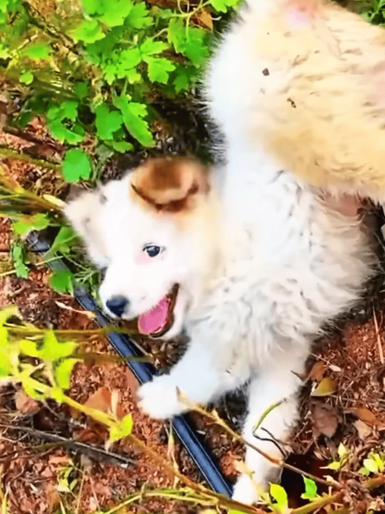 Adorable Siberian Husky puppy playing outdoors in a garden with green foliage and soil, showcasing lively energy and playful personality.