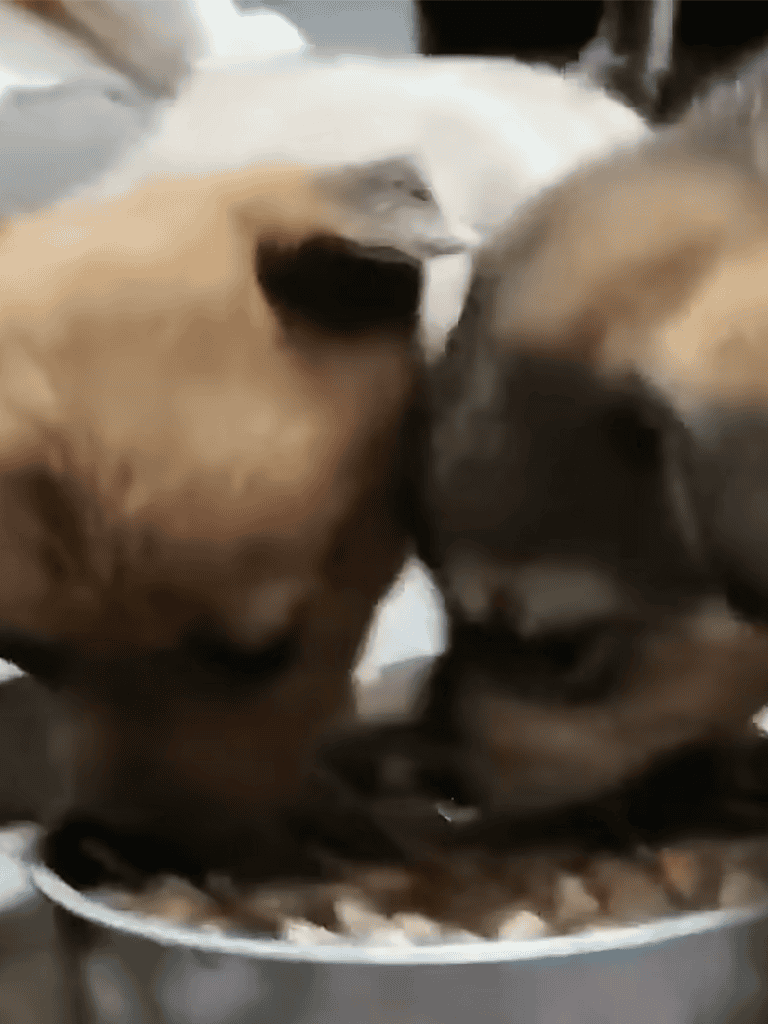 Adorable puppies sharing a bowl of food, emphasizing puppy feeding and care.