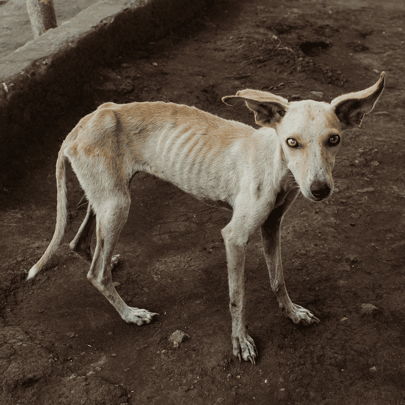 A young wild dog with a slender body and alert expression standing on dirt.
