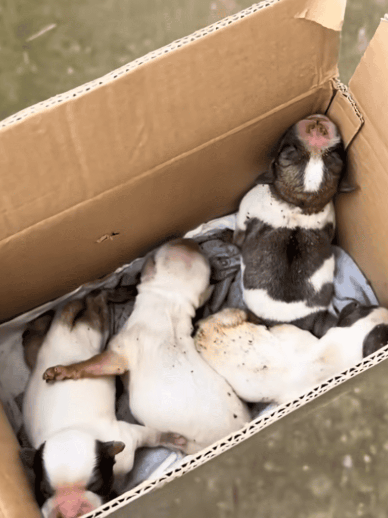 Adorable puppies sleeping in a cardboard box with blankets for comfort.