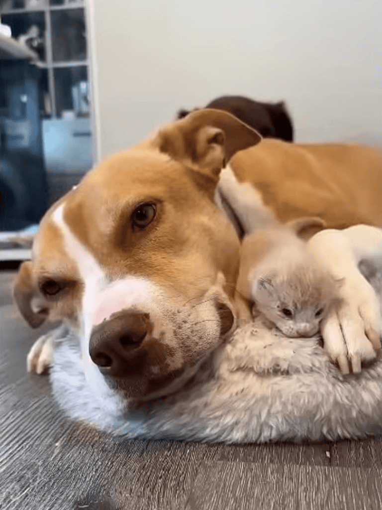 Cute dog and puppy cuddling together, showcasing dog bonding and love.