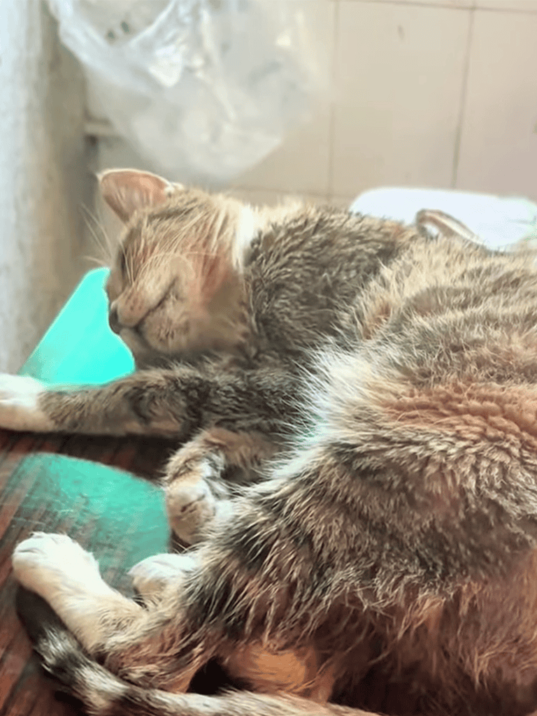 Cats resting peacefully after grooming session.