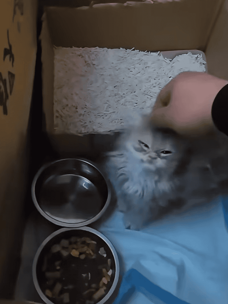 Pet care for cats and dogs.