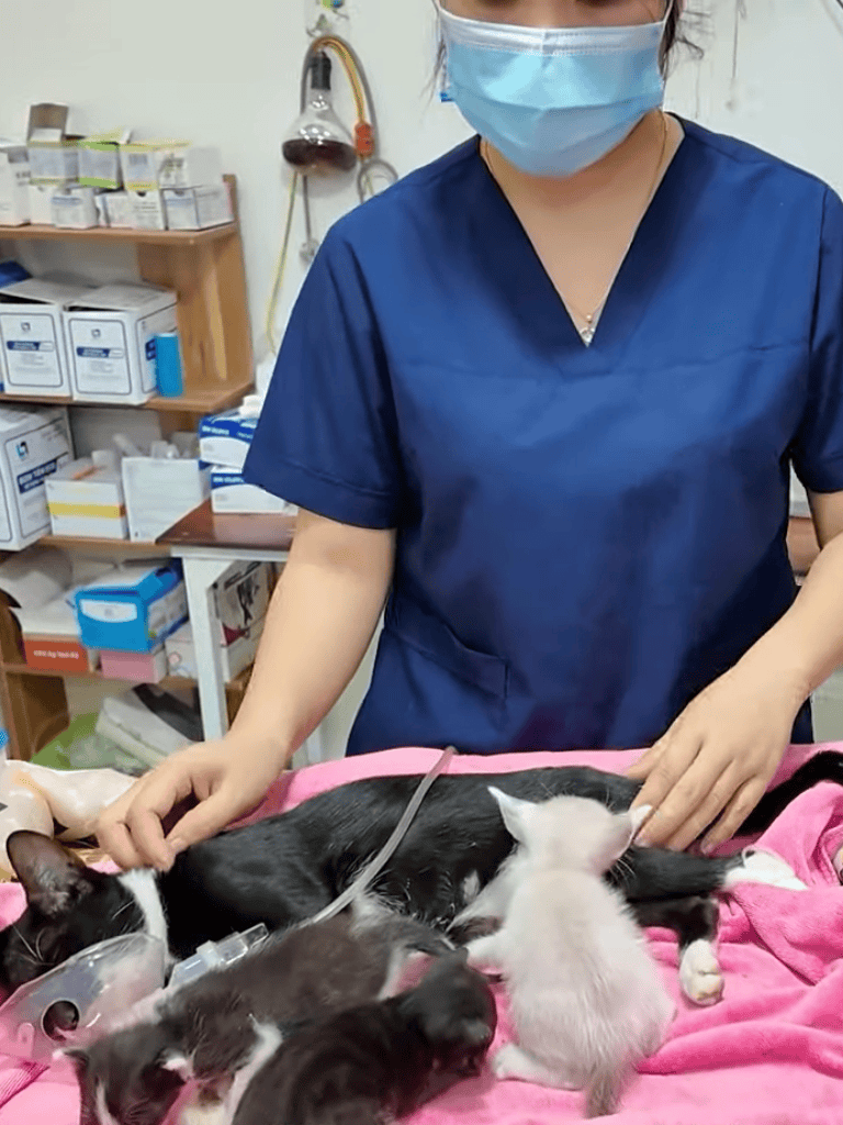 Veterinarian caring for injured kittens and mother cat in clinic.