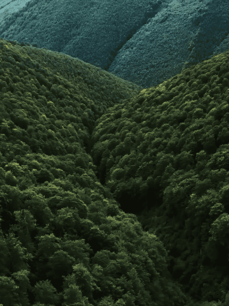 Serene mountain forest scene showcasing dense greenery and natural beauty.