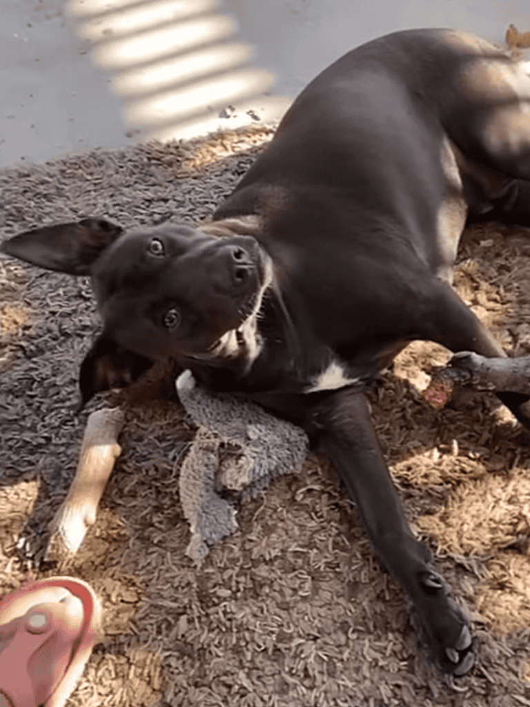 Cute playful dog on cozy carpet, relaxing with toy, enjoying home comfort.