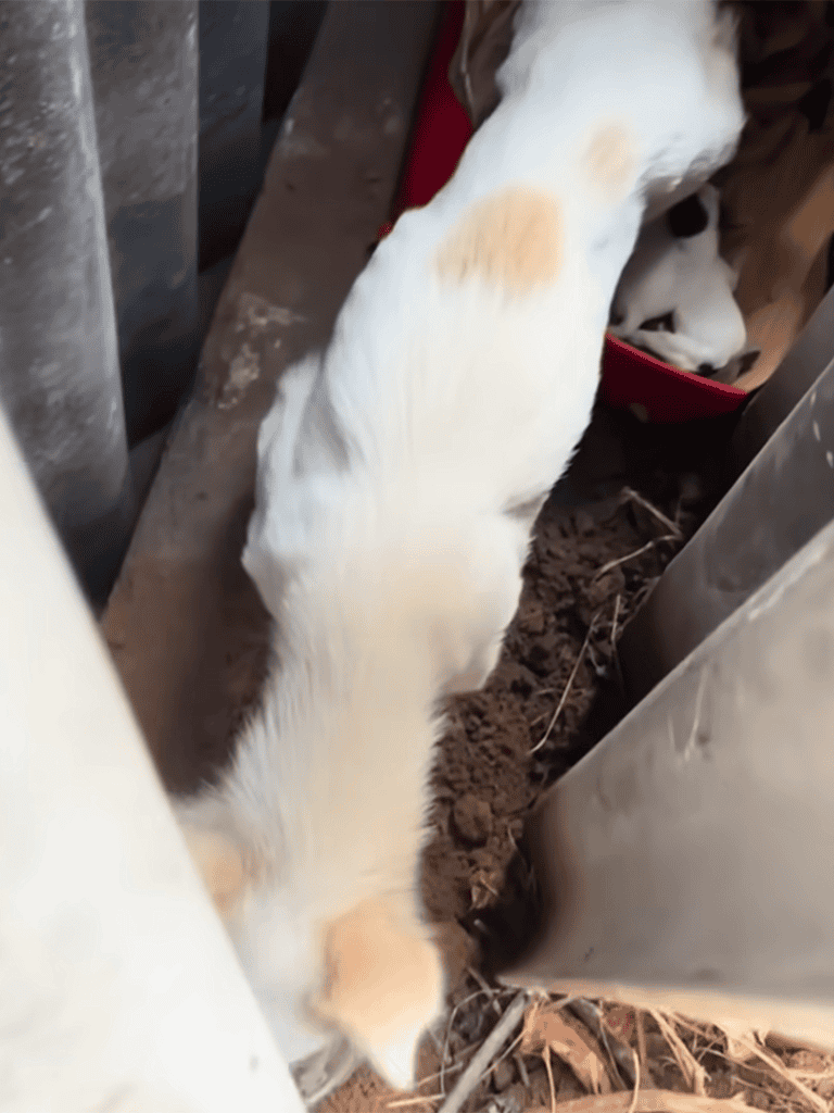 Young puppy sniffing dirt in outdoor environment.