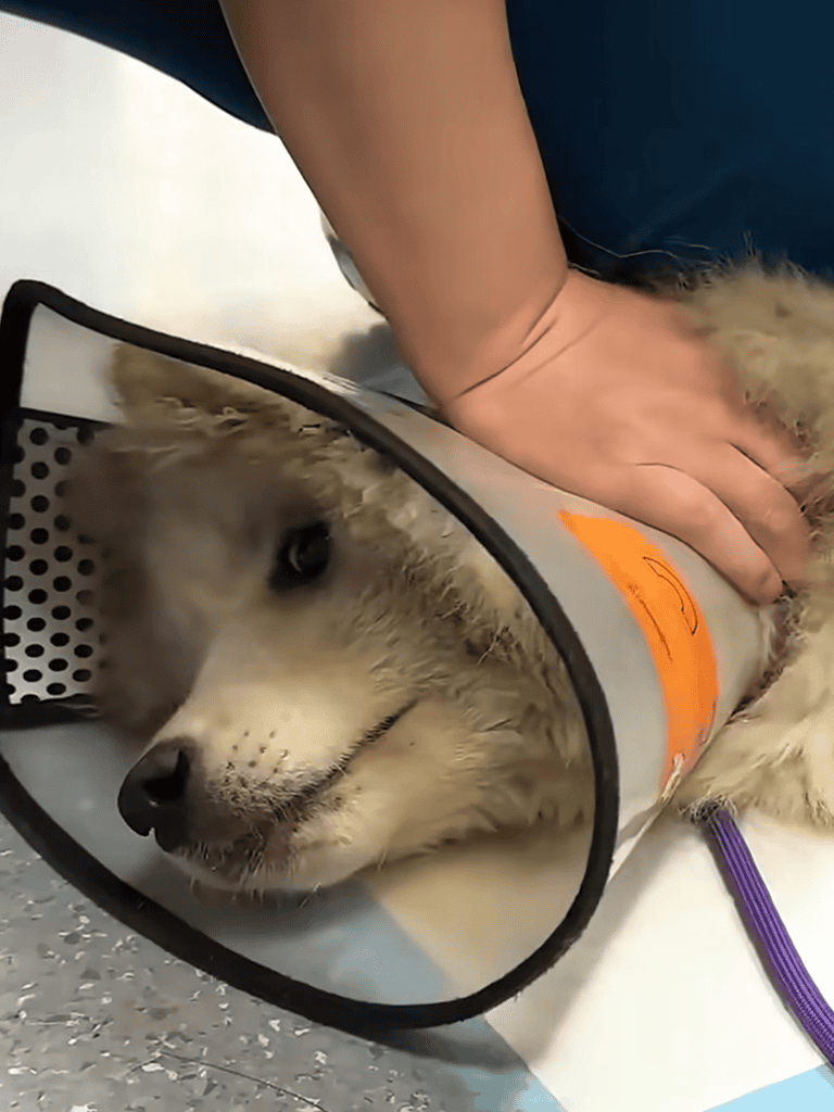 Recovery cone on injured dog for safe healing.