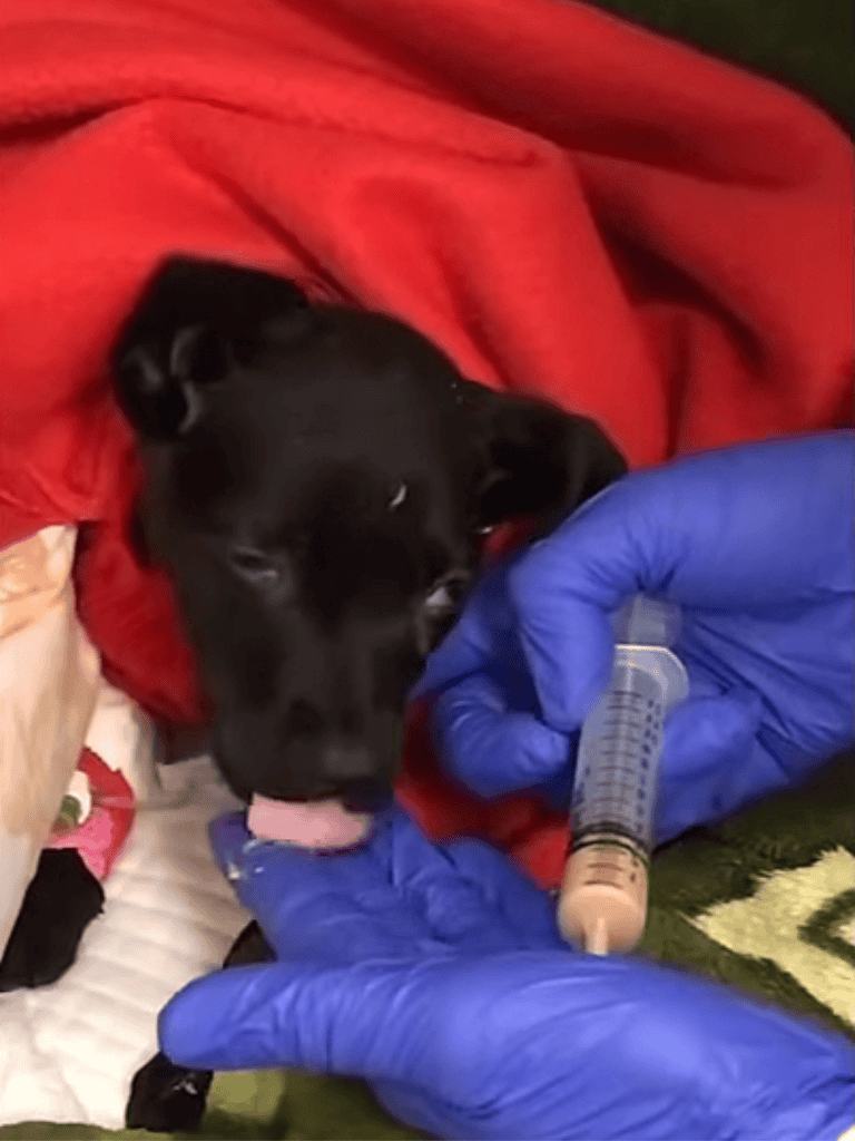 Dog being vaccinated in a veterinary clinic.