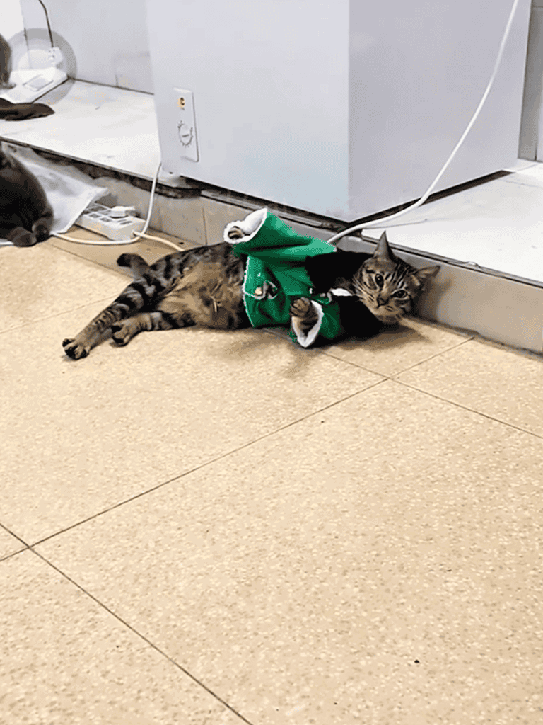 Adorable kitten relaxing on the floor wearing a green sweater, lying near a heater.
