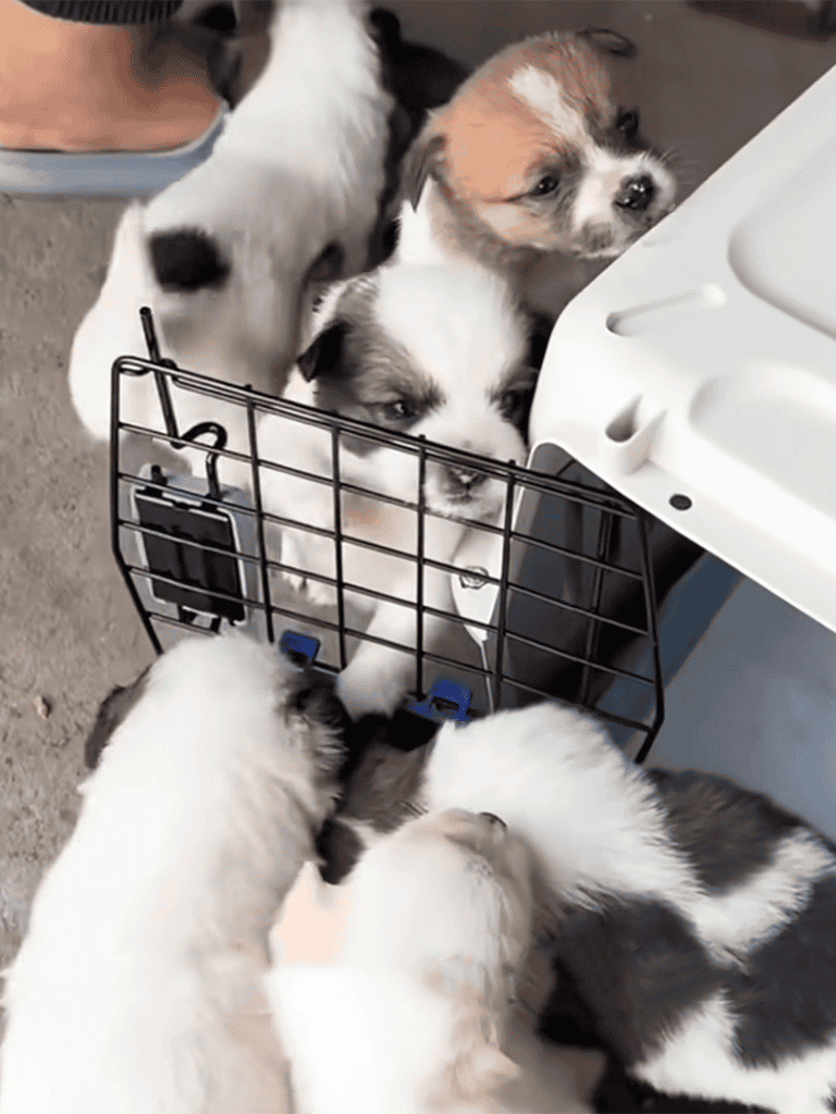Cute puppies peeking out of a pet carrier with others surrounding.