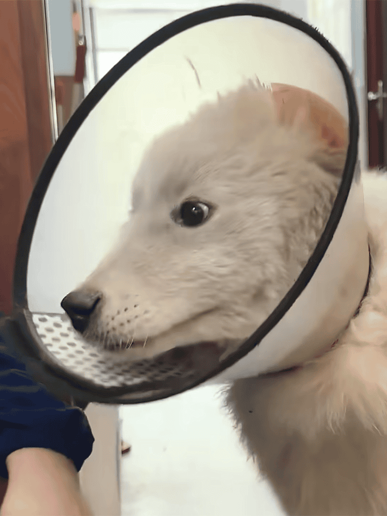 Adorable dog wearing a recovery cone, receiving gentle pet care after veterinary treatment, emphasizing pet healing and health support.