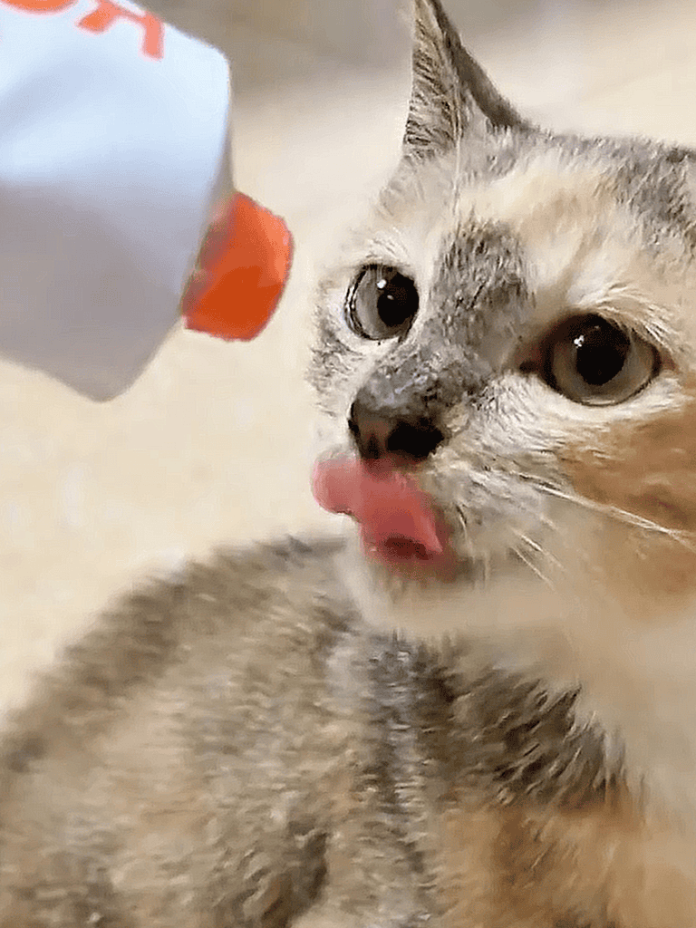 Adorable kitten sipping from a small bottle with curiosity.