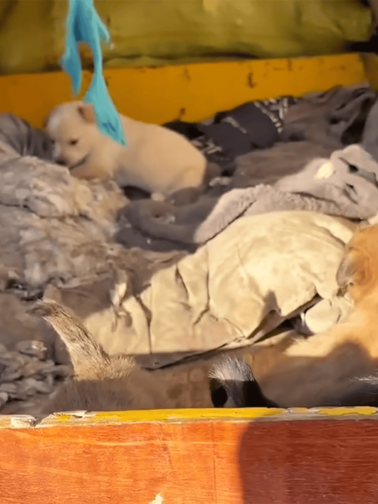 Adorable puppy amidst a group of dogs on a cozy blanket, enjoying playtime outdoors in natural sunlight.