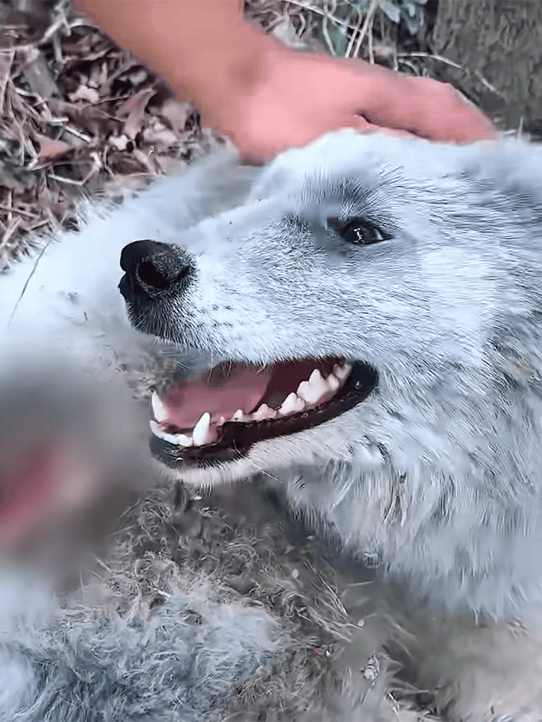 Happy dog with open mouth and caring touch.