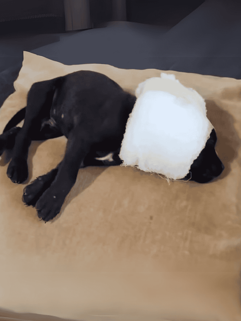 Adorable black puppy resting on a cozy blanket with a soft donut toy, perfect for pet comfort and play.