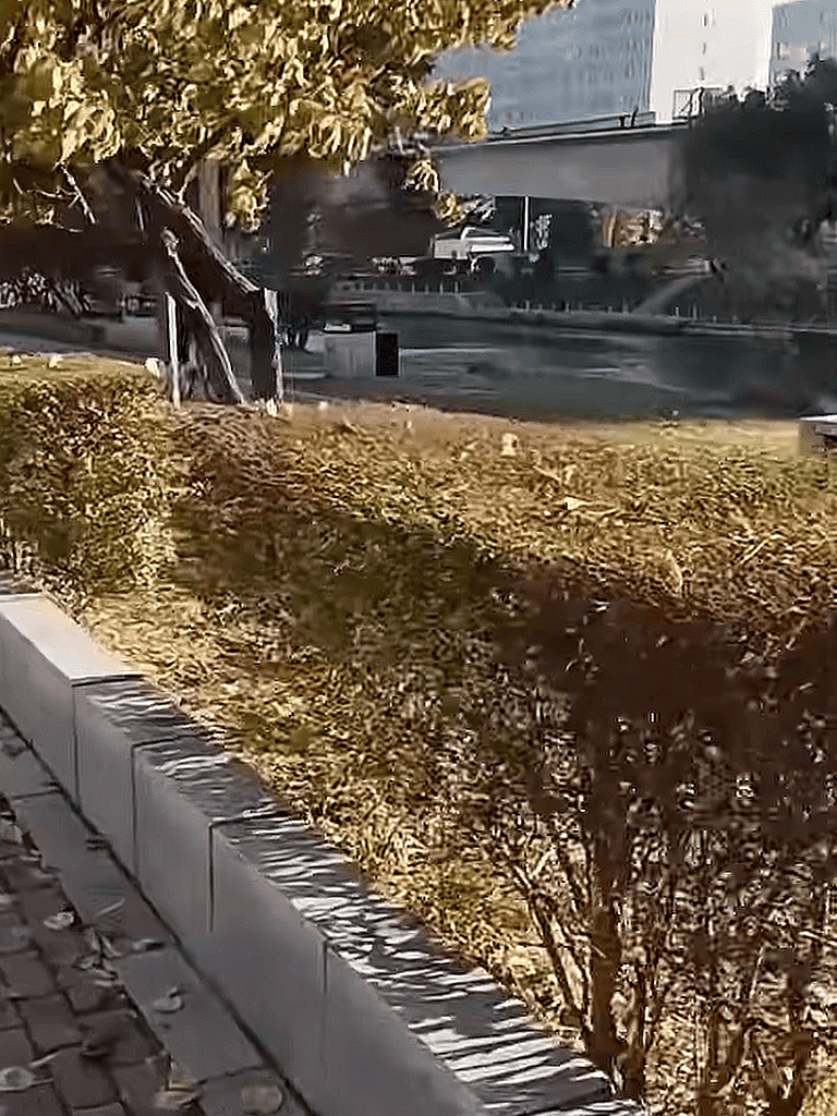 Dog rescue from fallen tree, outdoor urban scene, emergency assistance.