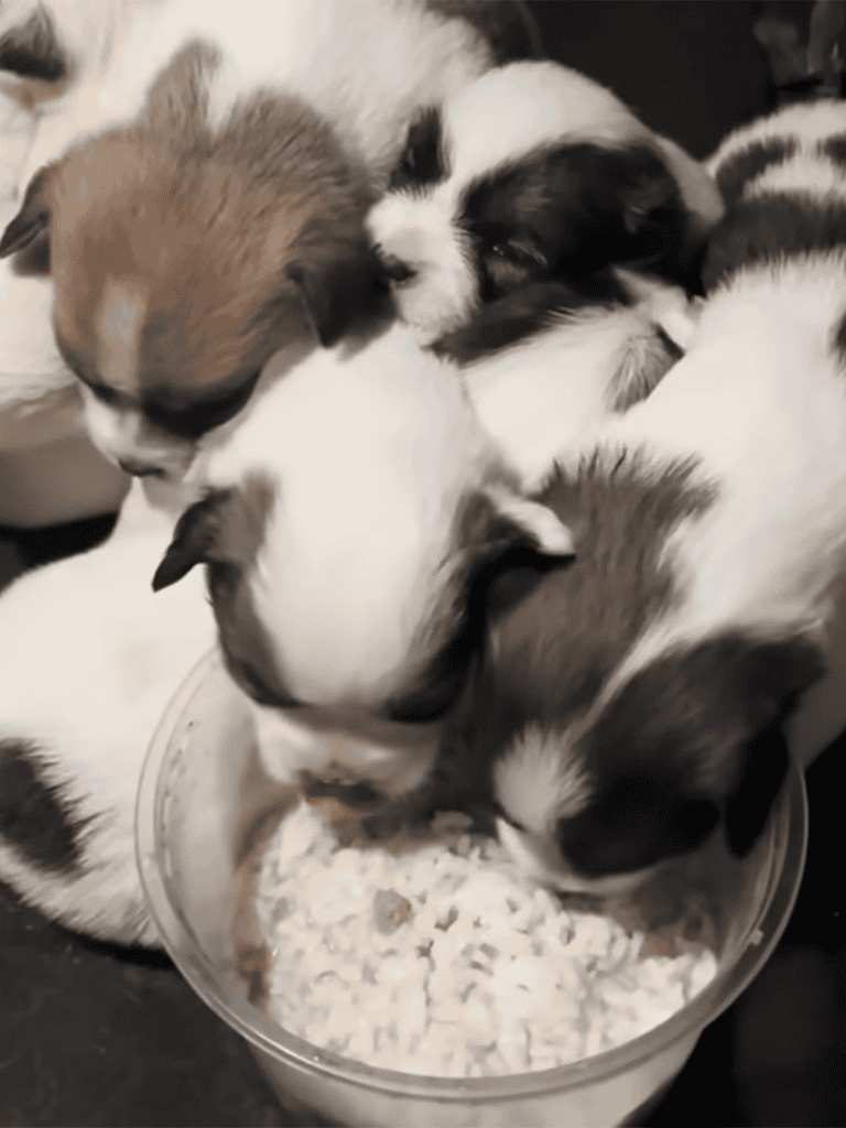 Adorable puppies sharing milk in a bowl, cute and playful, puppy feeding, young dogs, pet care.