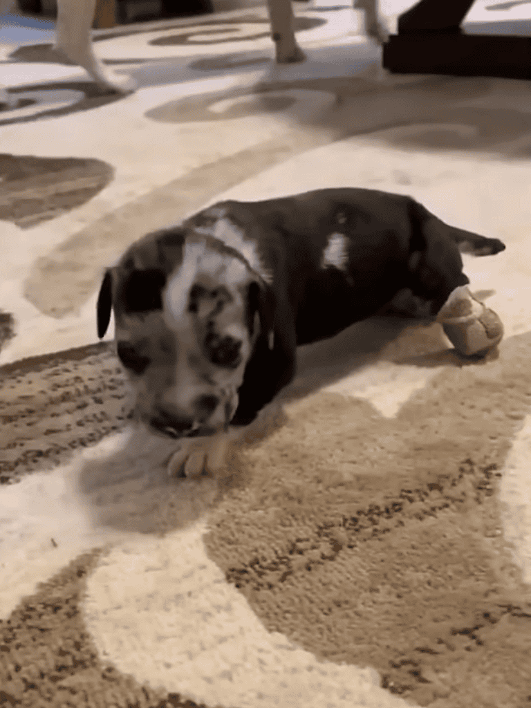 Adorable dachshund puppy lying on a modern patterned rug, playing happily with a small toy.