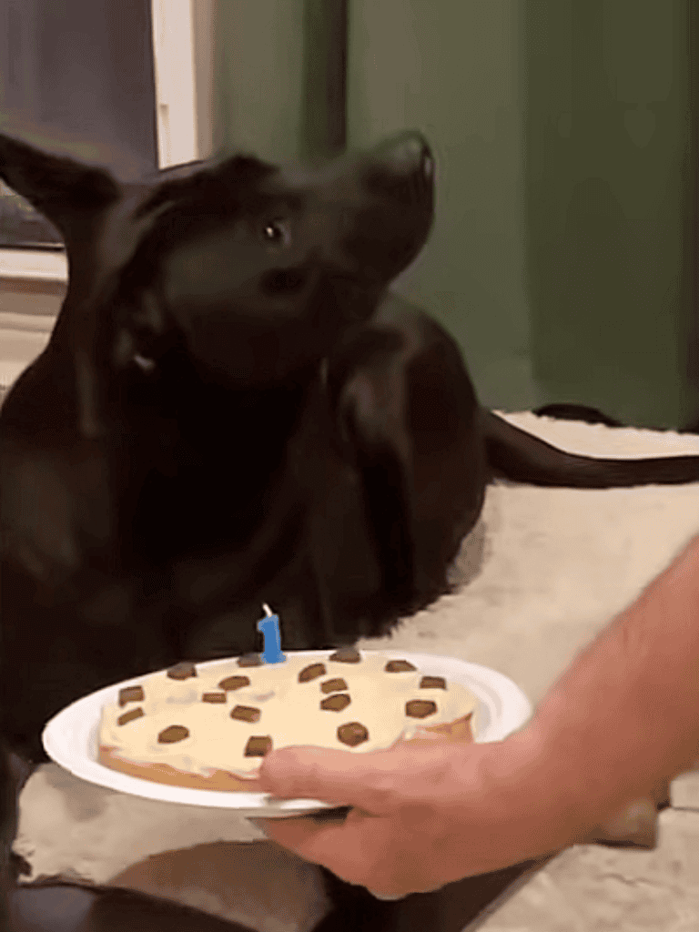 Dog birthday with cake and candle.