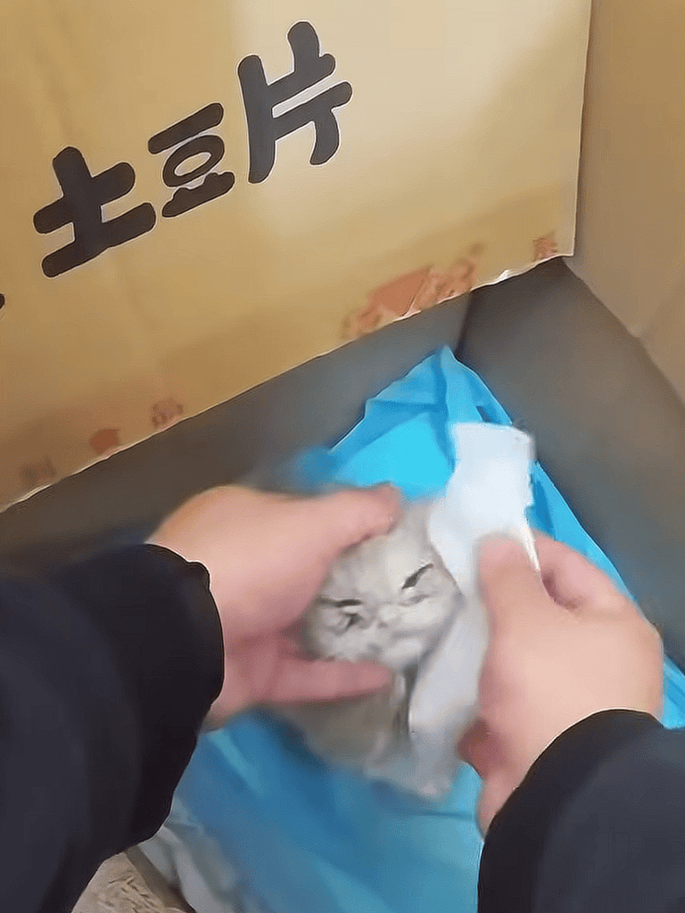 Adorable kitten being gently rescued, wrapped in a blue cloth with caring hands.