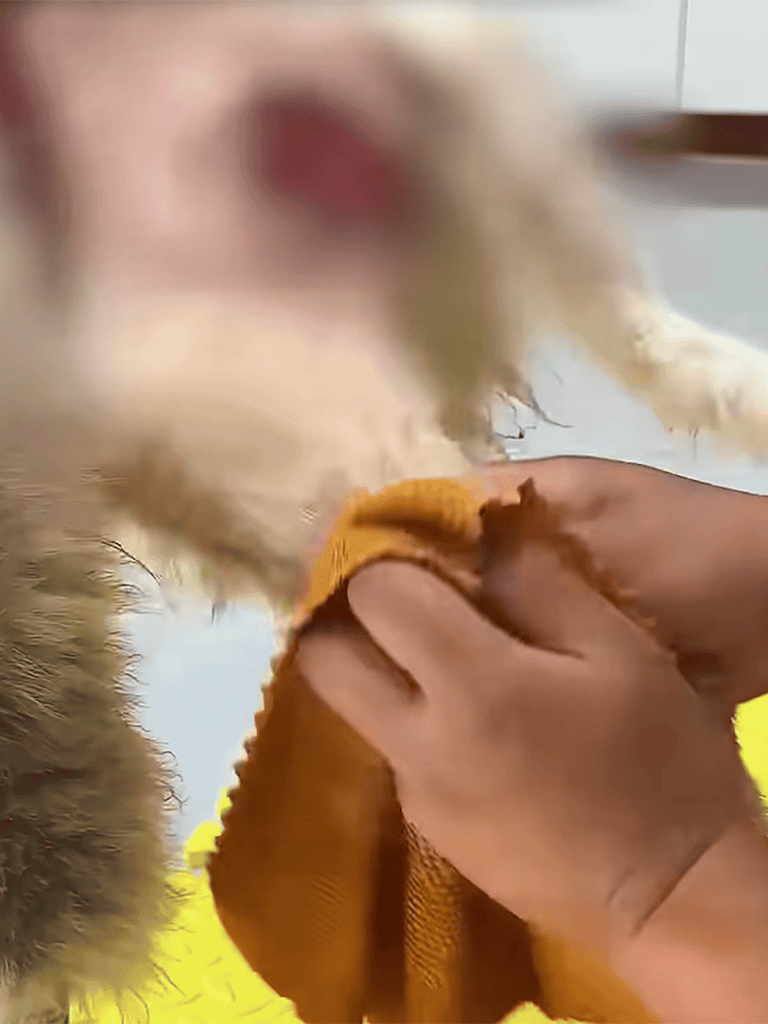 Dog vaccination, puppy care, vet visit, dog health, pet wellness.