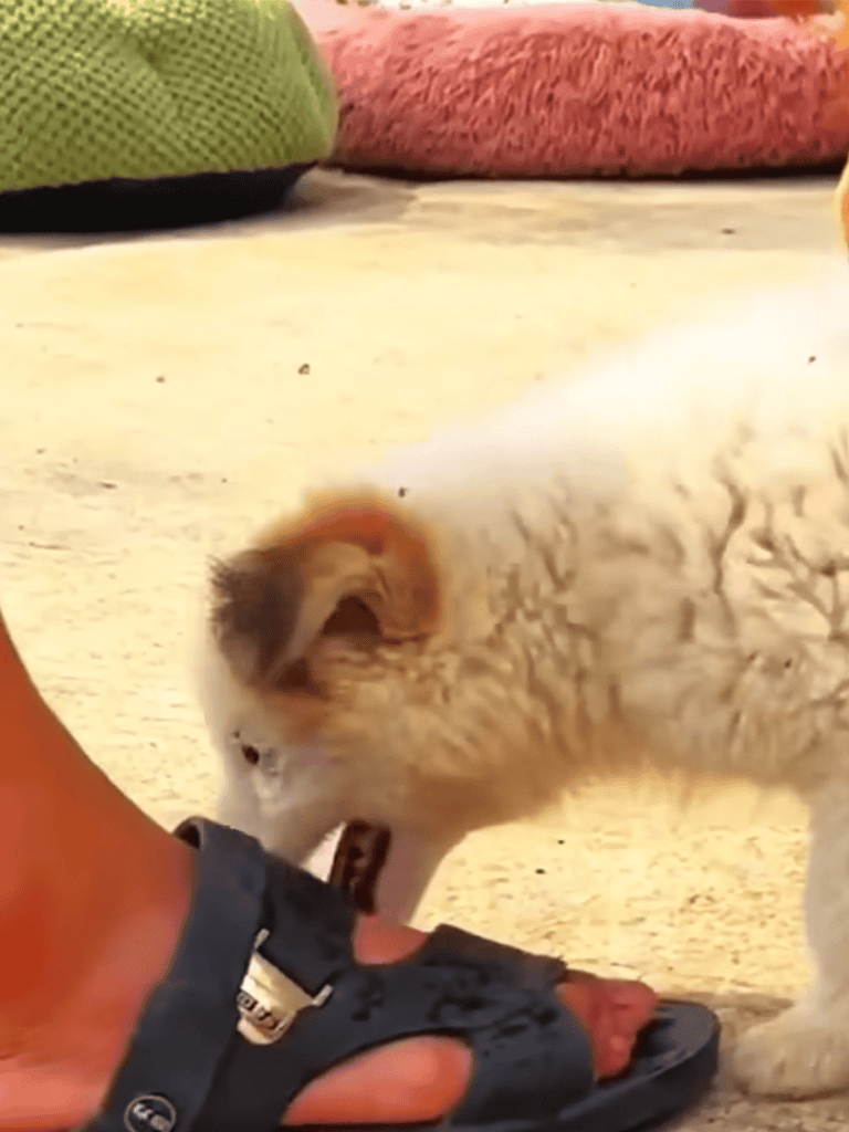 Cute puppy chewing on sandal, showing playful and curious behavior, perfect for pet lovers.