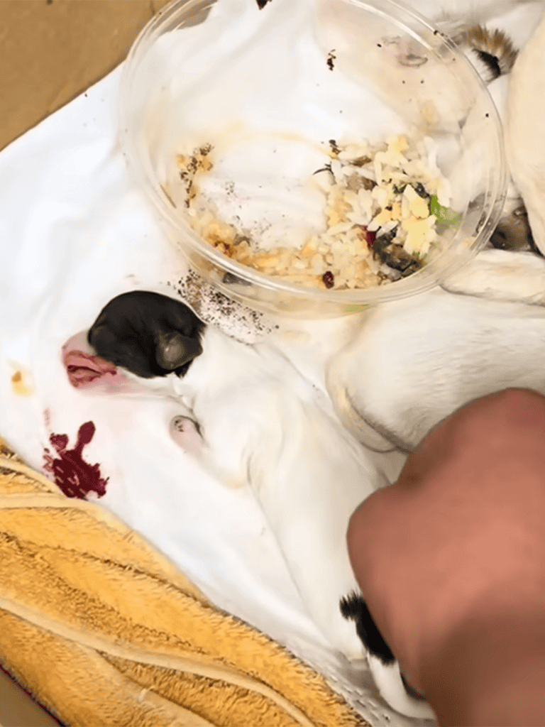 Adorable newborn puppy feeding from mother dog, close-up of tiny puppy with food bowl, vulnerable and adorable, puppy care, milk feeding.