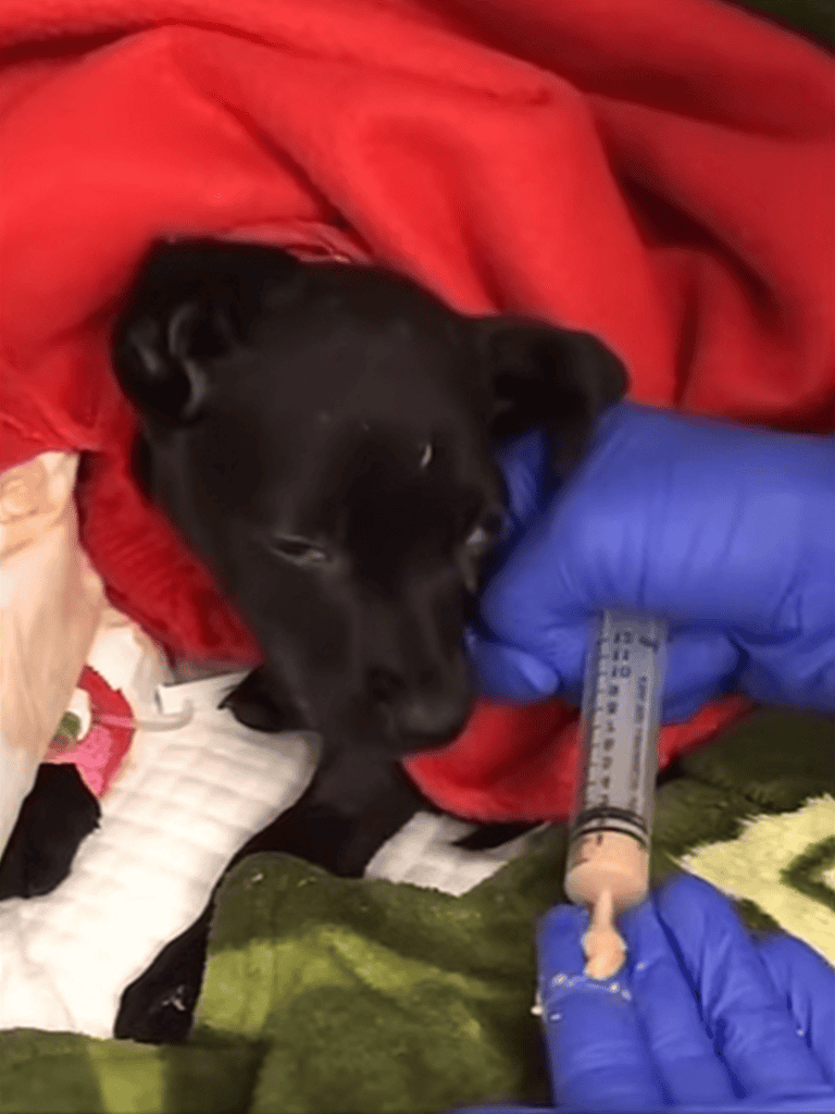 Pet vaccination for puppies and dogs.