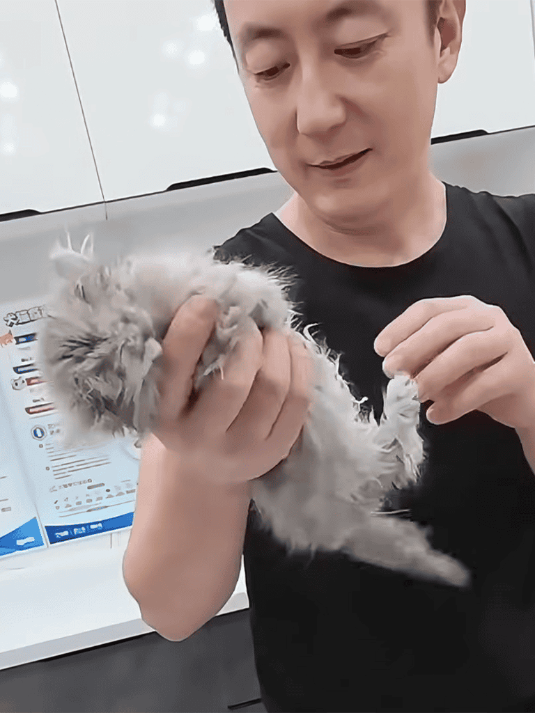 Adorable fluffy kitten being held gently. Perfect for pet care and kitten grooming tips.