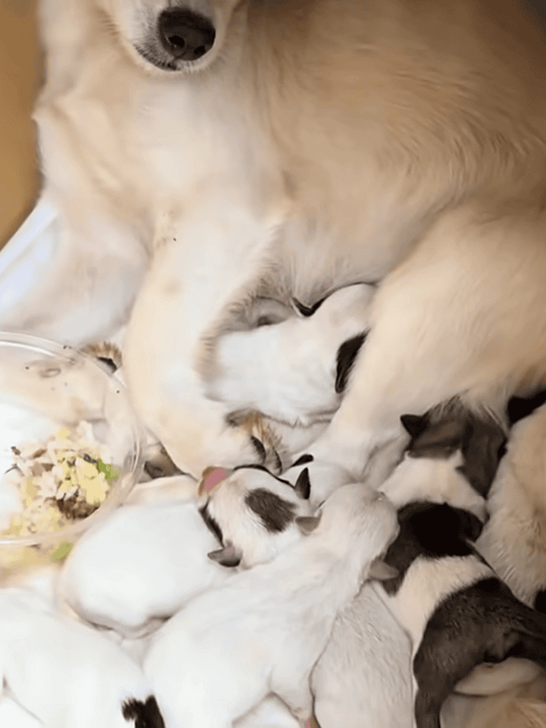 Nursing Siberian Husky with puppies, dog care, and maternal love, featuring adorable newborn puppies.