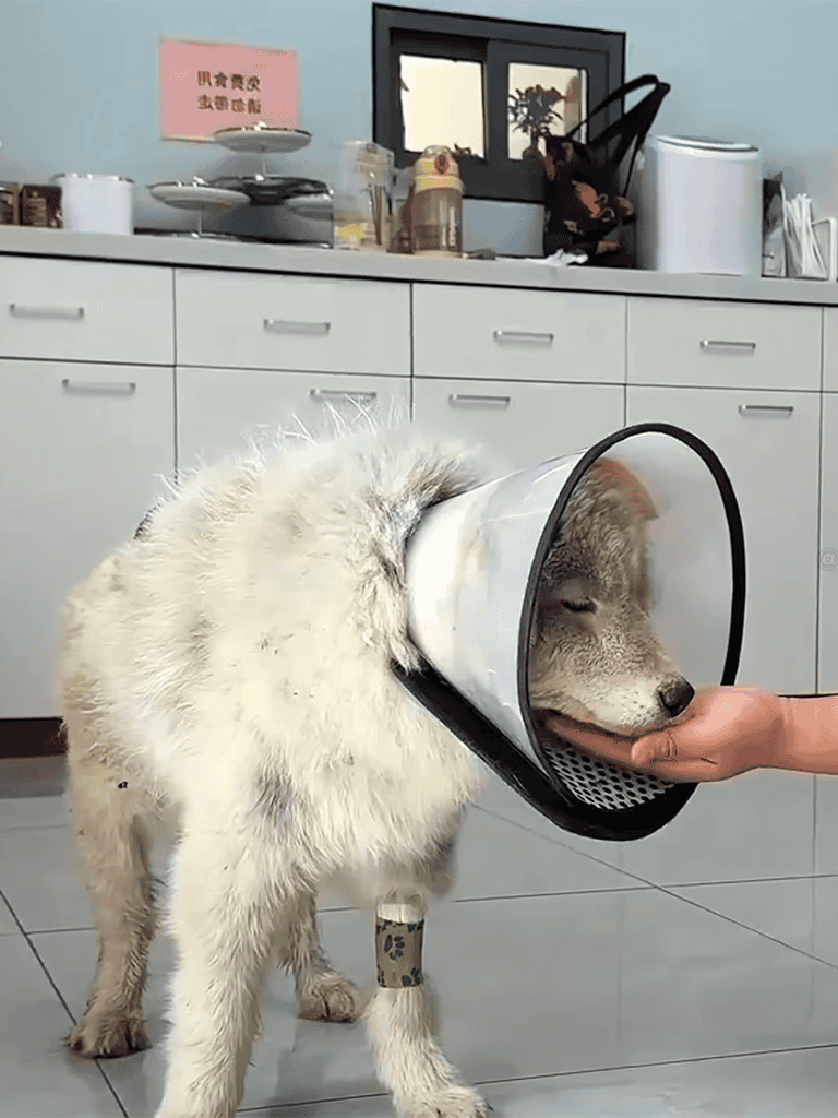 Adorable dog wearing an Elizabethan collar in a veterinary clinic.