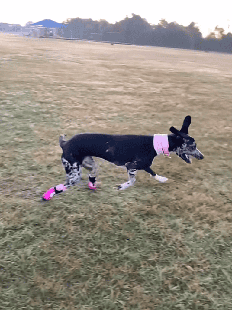 Adorable dog with pink collar and protective leg wraps running freely outdoors.
